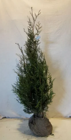Levensboom (Thuja Plicata 'Atrovirens') -Goedkope DirectPlant winkel 20130122155827 16