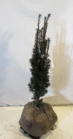 Zuiltaxus (Taxus Baccata 'Fastigiata Robusta') -Goedkope DirectPlant winkel 20130125132756 17