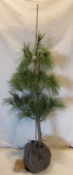 Treurden (Pinus Wallichiana) -Goedkope DirectPlant winkel 20130125134019 14 1