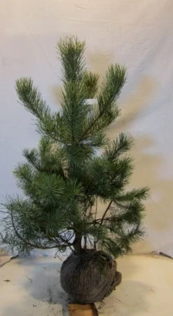 Grove Den, Solitair (Pinus Sylvestris) -Goedkope DirectPlant winkel 20130125134849 18
