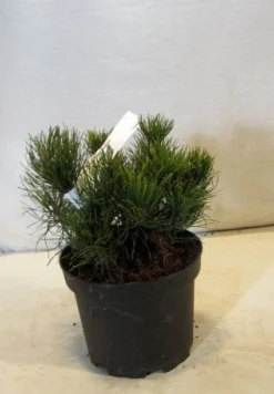Bergden (Pinus Mugo Mughus) -Goedkope DirectPlant winkel 20130125135845 13