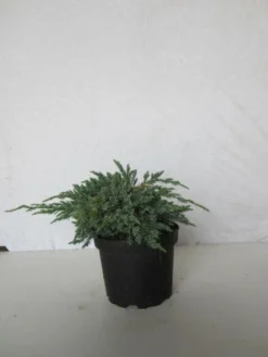 Jeneverbes (Juniperus Squamata 'Blue Carpet') -Goedkope DirectPlant winkel 20130125154733 4