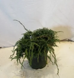 Jeneverbes (Juniperus Squamata 'Blue Carpet') -Goedkope DirectPlant winkel 20130125154745 4