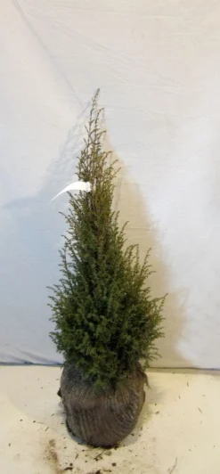 Jeneverbes (Juniperus Communis 'Hibernica') -Goedkope DirectPlant winkel 20130125161445 7