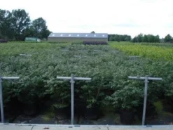 Kardinaalshoed (Euonymus Alatus 'Compactus') -Goedkope DirectPlant winkel 20130214112611 12