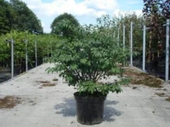 Kardinaalshoed (Euonymus Alatus 'Compactus') -Goedkope DirectPlant winkel 20130214112624 12