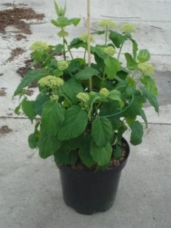 Hortensia (Hydrangea 'Strong Annabelle') -Goedkope DirectPlant winkel 20130214115328 1