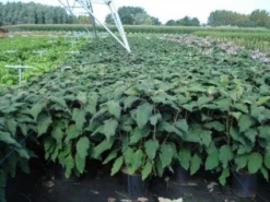 Fluweelhortensia (Hydrangea Aspera 'Macrophylla') -Goedkope DirectPlant winkel 20130214115506 6