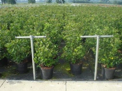 Blauwe Hulst (Ilex Meserveae 'Blue Prince') 5 Blauwe Hulst (Ilex Meserveae 'Blue Prince') - Afbeelding 5