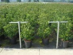 Blauwe Hulst (Ilex Meserveae 'Blue Prince') 13 Blauwe Hulst (Ilex Meserveae 'Blue Prince') -Goedkope DirectPlant winkel 20130214133905 10
