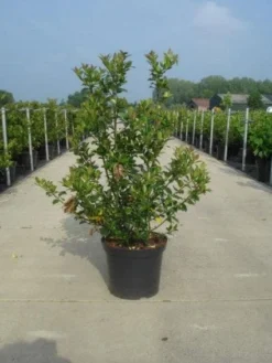 Blauwe Hulst (Ilex Meserveae 'Blue Prince') -Goedkope DirectPlant winkel 20130214133913 10 2
