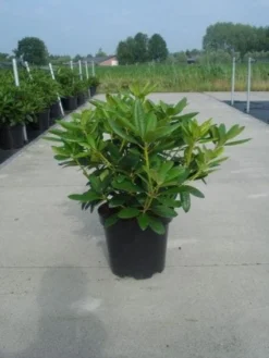 Rhododendron (Rhododendron Catawbiense 'Grandiflorum') -Goedkope DirectPlant winkel 20130214153505 13