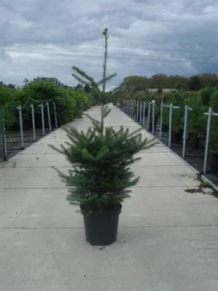 Koreaanse Zilverspar (Abies Koreana) -Goedkope DirectPlant winkel 20130215101851 6