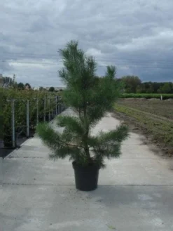 Grove Den, Solitair (Pinus Sylvestris) -Goedkope DirectPlant winkel 20130215102527 18