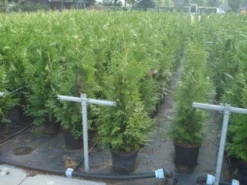 Reuzenlevensboom (Thuja Plicata 'Excelsa') 13 Reuzenlevensboom (Thuja Plicata 'Excelsa') -Goedkope DirectPlant winkel 20130215102918 9