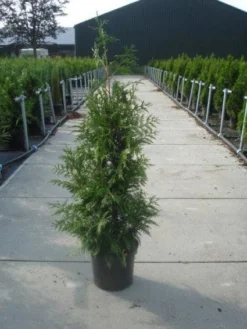 Reuzenlevensboom (Thuja Plicata 'Excelsa') -Goedkope DirectPlant winkel 20130215102927 9 1