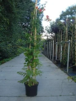 Trompetbloem (Campsis Tagliabuana 'Mme Galen') -Goedkope DirectPlant winkel 20130215104653 9