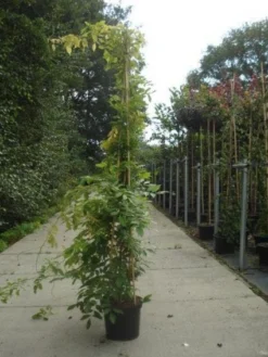 Blauwe Regen (Wisteria Sinensis) 15 Blauwe Regen (Wisteria Sinensis) -Goedkope DirectPlant winkel 20130215105427 13