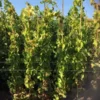 Druif (Vitis Vinifera 'Alphonse Lavalle')