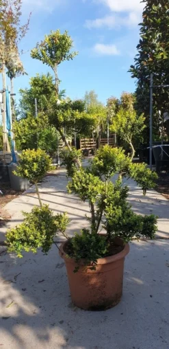 Japanse Hulst Als Bonsai (Ilex Crenata 'Kinme') -Goedkope DirectPlant winkel 20190514 085520 resized