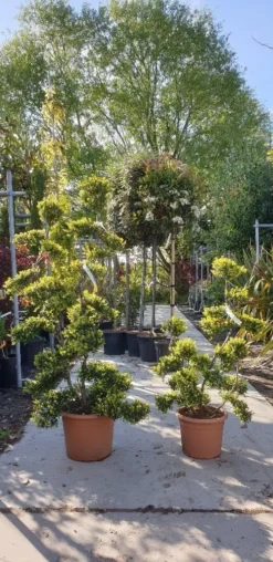 Japanse Hulst Als Bonsai (Ilex Crenata 'Kinme') -Goedkope DirectPlant winkel 20190514 085634 resized