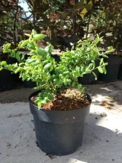 Japanse Hulst (Ilex Crenata 'Green Lustre) -Goedkope DirectPlant winkel 20190620 155824 1 1