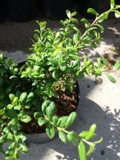 Japanse Hulst (Ilex Crenata 'Green Lustre) -Goedkope DirectPlant winkel 20190620 155833 2