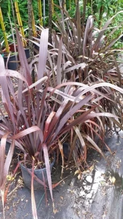 Nieuw Zeelands Vlas (Phormium Tenax 'Purpureum') -Goedkope DirectPlant winkel 20190712 152646