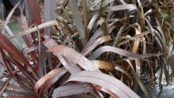 Nieuw Zeelands Vlas (Phormium Tenax 'Purpureum') -Goedkope DirectPlant winkel 20190712 152706