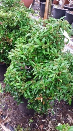 Vuurdoorn Als Bol (Pyracantha 'Navaho') 11 Vuurdoorn Als Bol (Pyracantha 'Navaho') -Goedkope DirectPlant winkel 20190712 153414