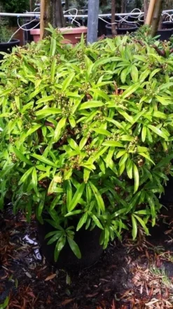 Vuurdoorn Als Bol (Pyracantha 'Navaho') -Goedkope DirectPlant winkel 20190712 153454 1