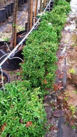 Vuurdoorn Als Bol (Pyracantha 'Navaho') -Goedkope DirectPlant winkel 20190712 153510 1