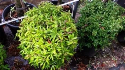 Vuurdoorn Als Bol (Pyracantha 'Navaho') -Goedkope DirectPlant winkel 20190712 153519 1
