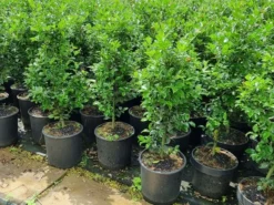 Hulst (Ilex Meserveae 'Heckenfee') -Goedkope DirectPlant winkel 20210614 113313 1