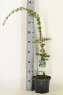 Treurceder (Cedrus Libani 'Glauca Pendula') -Goedkope DirectPlant winkel 2022 10 18 11 24 40 window