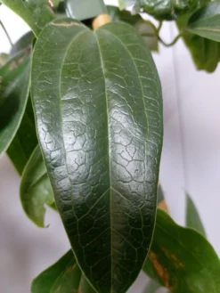 Groenblijvende Clematis (Clematis Armandii 'Hendersonii Rubra') -Goedkope DirectPlant winkel 20220613 162250