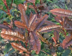 Glansmispel (Photinia Serratifolia ‘Crunchy’) 7 Glansmispel (Photinia Serratifolia ‘Crunchy’) -Goedkope DirectPlant winkel 21 rec ret photinia crunchy rev100 jardin 11mars14