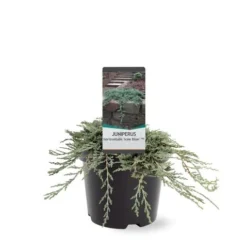 Jeneverbes (Juniperus Horizontalis 'Icee Blue') -Goedkope DirectPlant winkel 233100.030c03 2146537