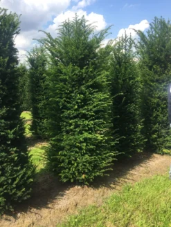 Grote Venijnboom (Taxus Baccata) -Goedkope DirectPlant winkel 250300x 100 125 1 3