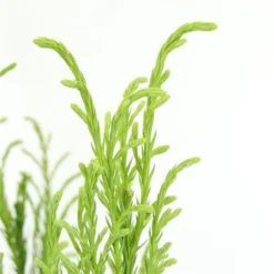 Sikkelden (Cryptomeria Japonica 'Kitayama') 5 Sikkelden (Cryptomeria Japonica 'Kitayama') -Goedkope DirectPlant winkel 2887685 v t5