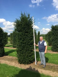 Grote Venijnboom (Taxus Baccata) -Goedkope DirectPlant winkel 300350 x 100 125 br 1 1