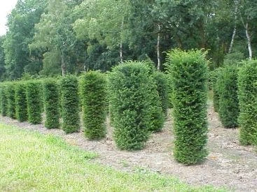 Taxus (Taxus Baccata Cilinder) 1 Taxus (Taxus Baccata Cilinder)