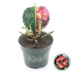 Hortensia (Hydrangea Black Diamonds Dark Angel) -Goedkope DirectPlant winkel 3 4