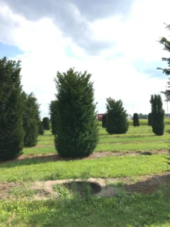 Grote Venijnboom (Taxus Baccata) -Goedkope DirectPlant winkel 400450x 150 200 2
