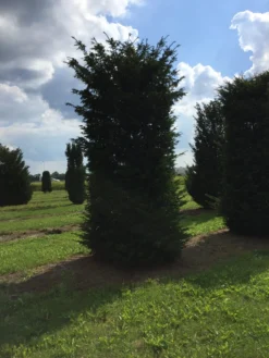 Grote Venijnboom (Taxus Baccata) -Goedkope DirectPlant winkel 450500 x 150 200 1 3