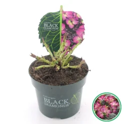 Hortensia (Hydrangea Black Diamonds Dark Angel Purple) -Goedkope DirectPlant winkel 4 4