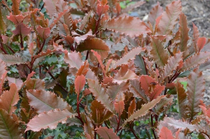 Glansmispel (Photinia Serratifolia ‘Crunchy’) 2 Glansmispel (Photinia Serratifolia ‘Crunchy’) - Afbeelding 2