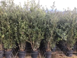 Steeneik Als Struik (Quercus Ilex) -Goedkope DirectPlant winkel 5