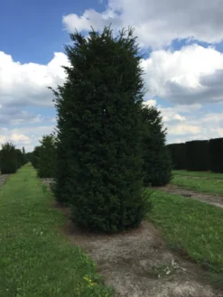 Grote Venijnboom (Taxus Baccata) -Goedkope DirectPlant winkel 500550x 150 200 1 2