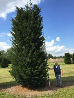 Grote Venijnboom (Taxus Baccata) -Goedkope DirectPlant winkel 550600 x 175 200 1 3